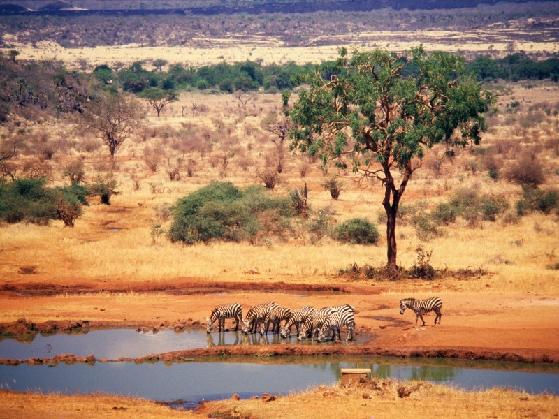 Kilaguni Wasserloch-Tsavo NP-Kenia