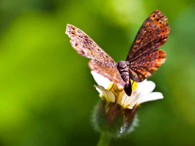 Species in the rainforest