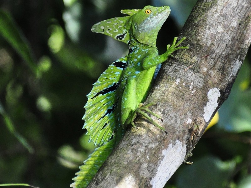 Basilisk Lizard