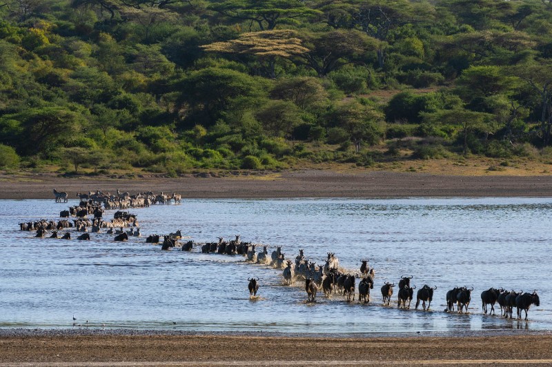 Ndutu Game Drive