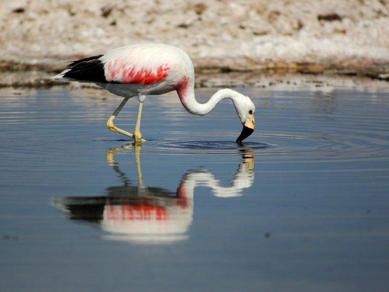 Atacama - Flamingo Salzsee
