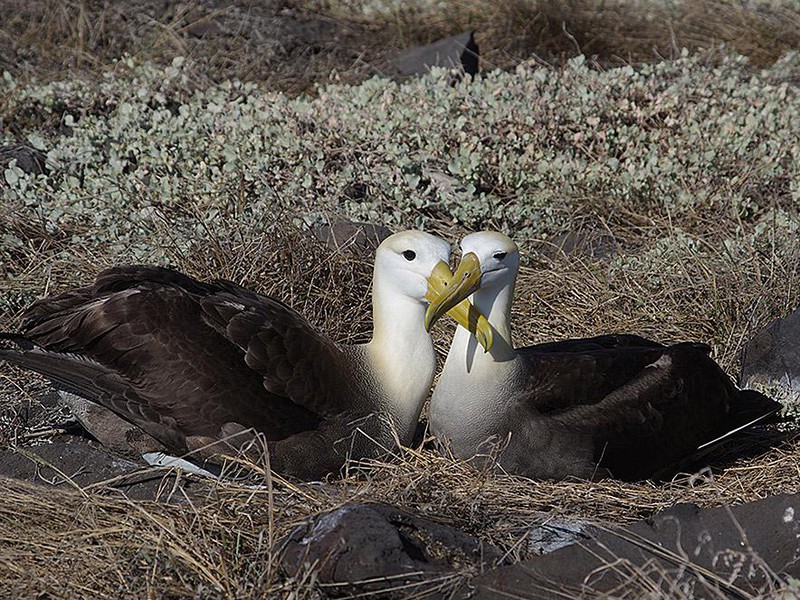 Galapagos-Albatrosse in der Brut