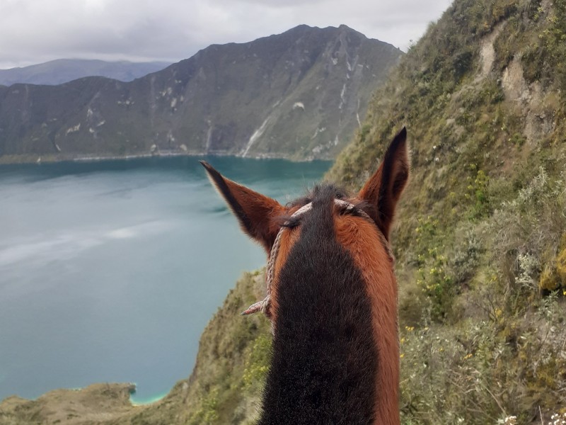 Ein Pferd blickt auf die Quilotoa-Lagune