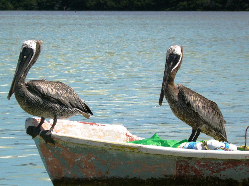 Pelikane an der Flussmüdung Estero