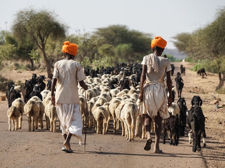 Sheep Herders