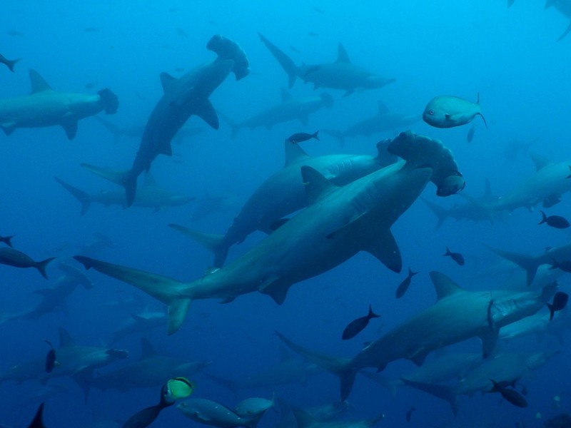Hammerhead sharks