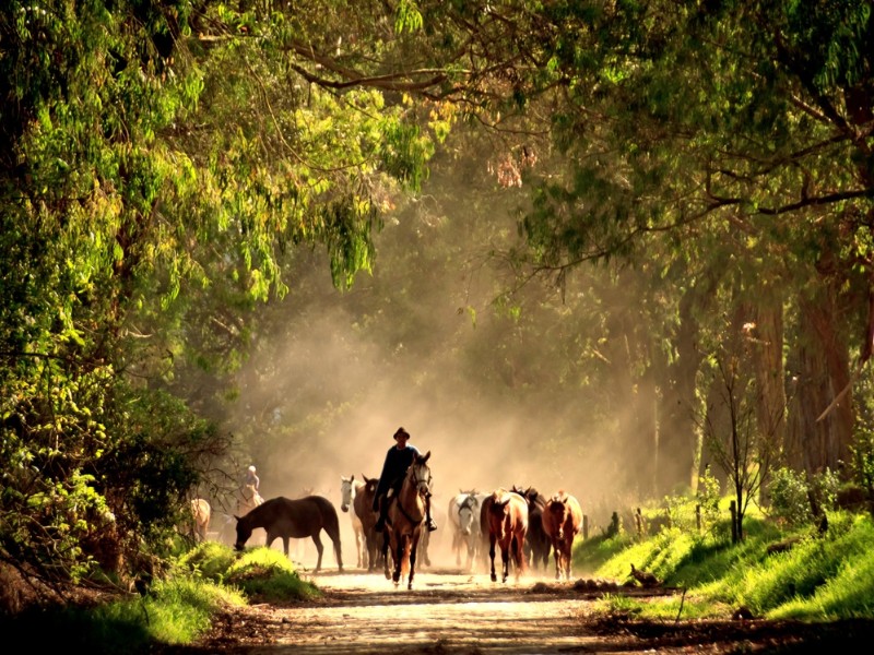 Hacienda Zuleta Ausreiten