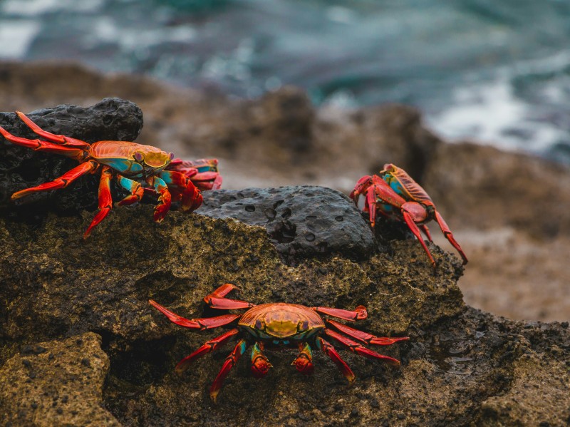 Inselhüpfen Galapagos Pur