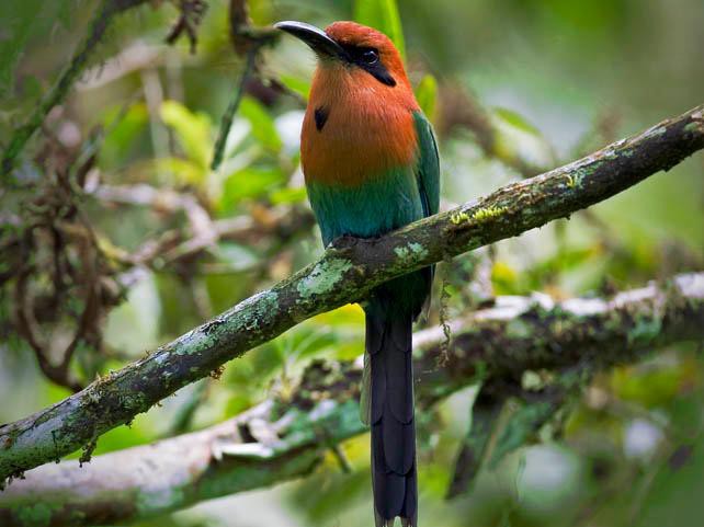 Motmot