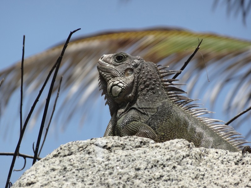 Santa Marta - Leguan im Tayrona NP
