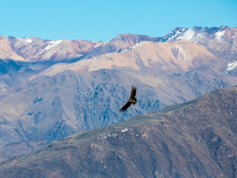 Peru - Colca Canyon