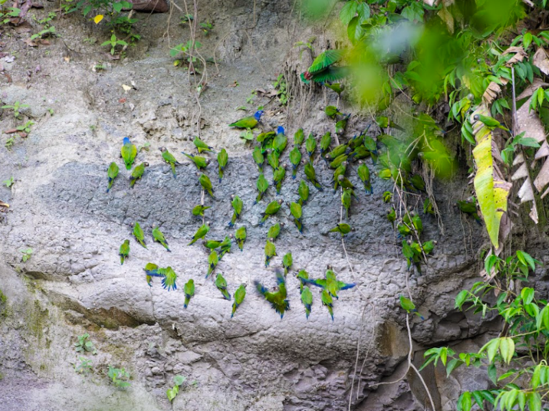 Natural parrot feeders