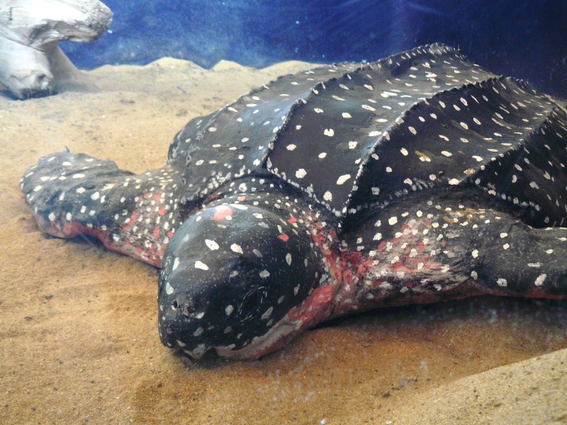 Mazunte National Mexican Turtle Center