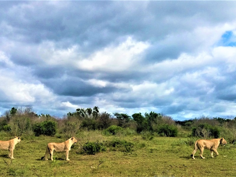 Läwen-Kariega Game Reserve-Südafrika