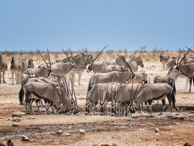 Oryx-Antilopen-Etosha NP-Namibia