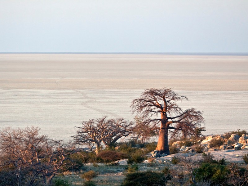 Baobab Bäumen