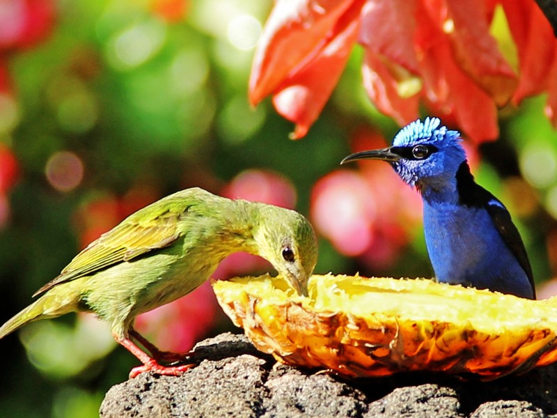 Boquete Garden Inn -Kolibris