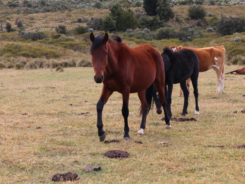 Ausritt durch die Umgebung