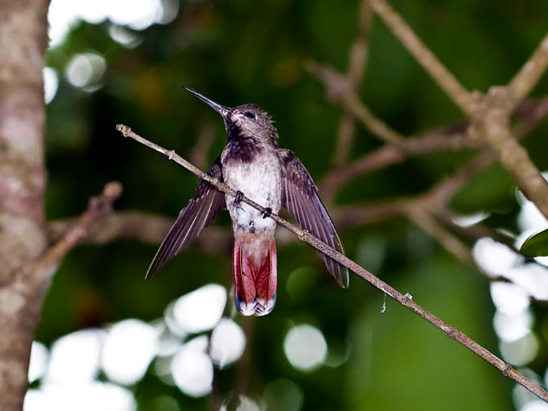 Bird in the  rainforest 