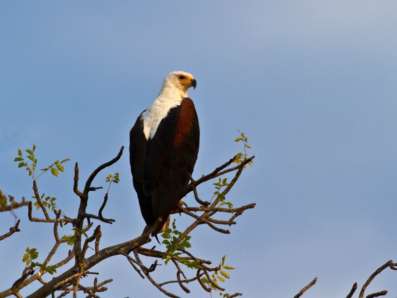 Eagle on Rufiji River in Selous