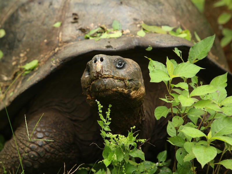 Riesen Schildkroete auf St. Cruz