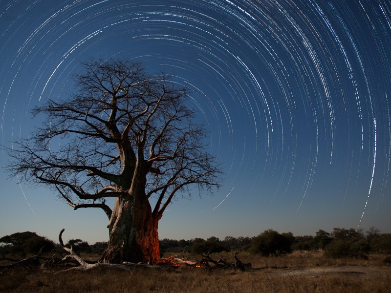 Sternpfade-Baobab Baum-Botswana