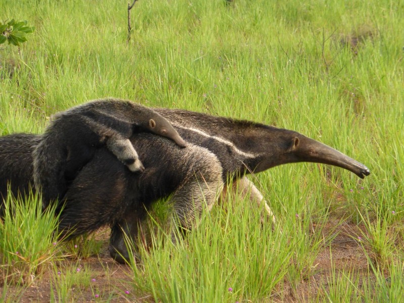 Anteater ,  found in grasslands