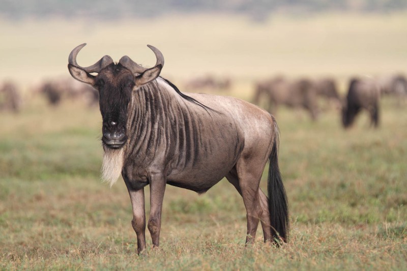 Wildebeest