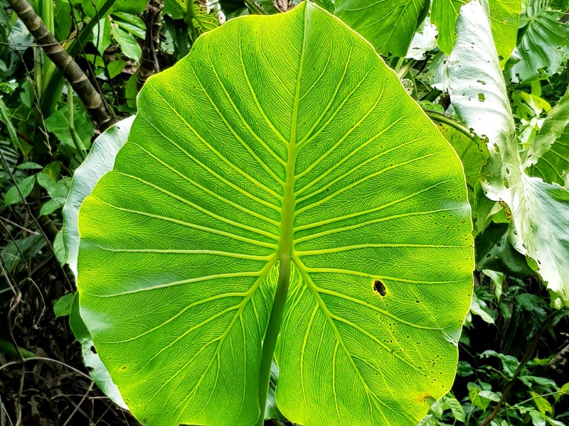 Heliconia Lodge - Blattwunder