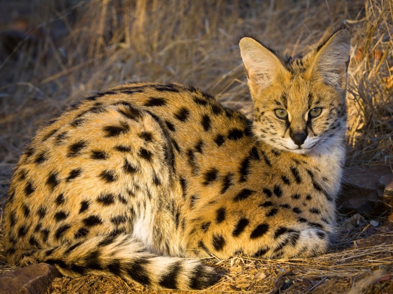 Serval 