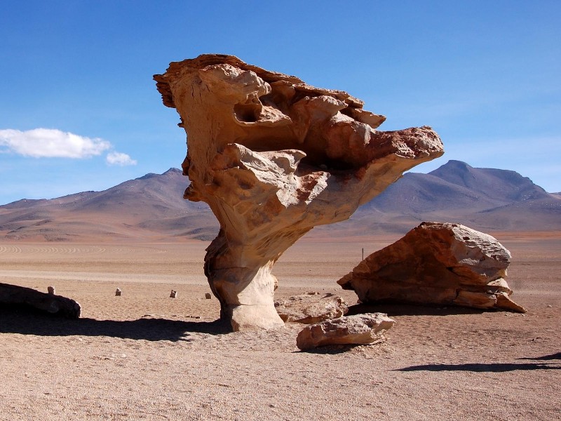 Bolivien - Steinbaum in Wüste