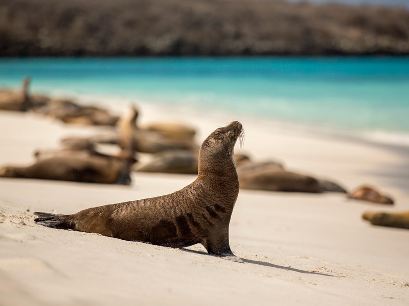 Seelöwen am Strand von San Cristóbal
