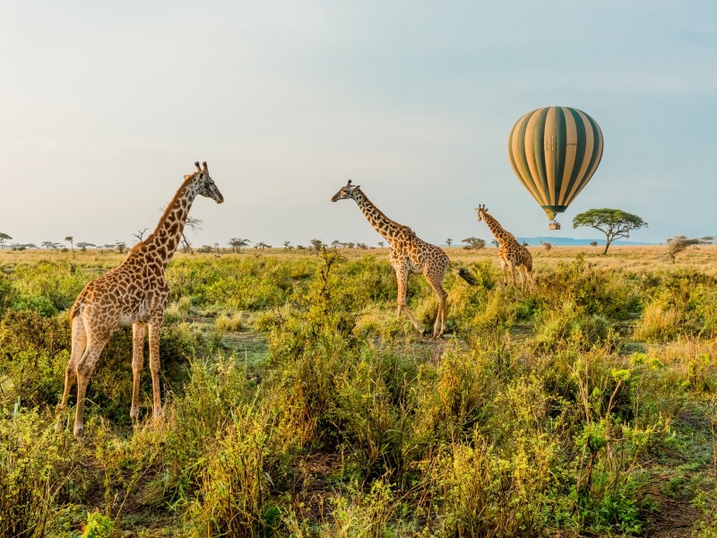 Giraffen - Serengeti - Tansania