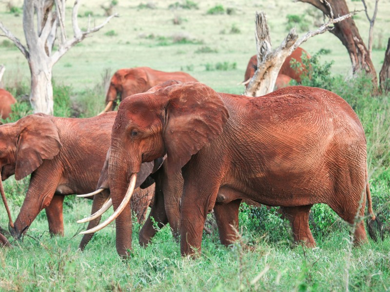 Buschelefant-Tsavo NP-Kenia