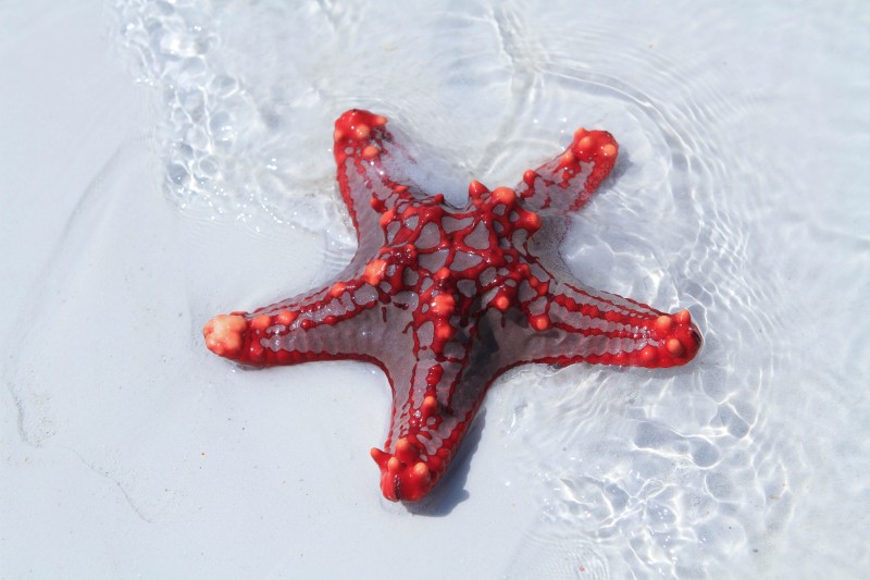 Pungume Sandbank, Zanzibar