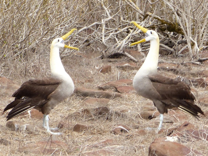 Albatrosse beim Balztanz