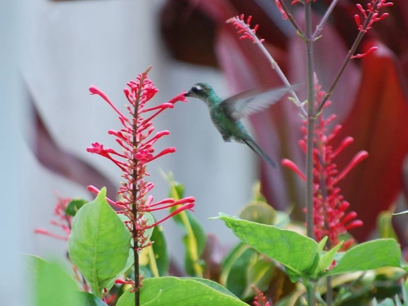 Suite Florencia - Colibri