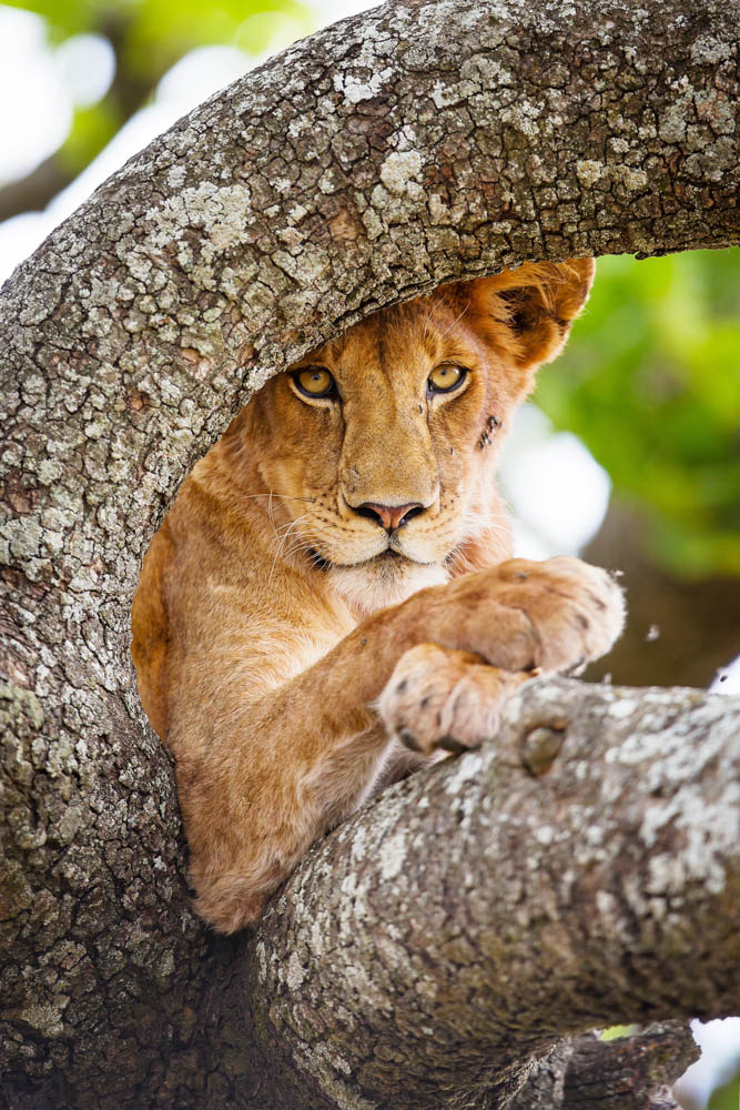 Lion  