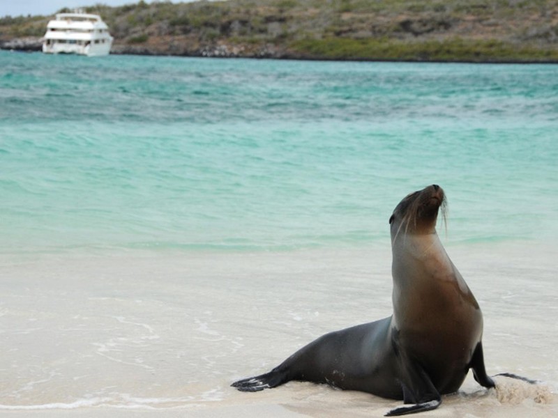 Seelöwe wartet auf Sie