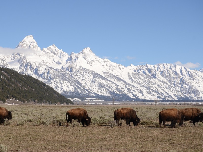 Buffalo in Jackson (Wyoming)