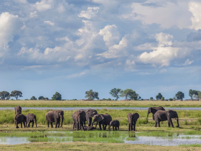 Elefante-Chobe NP-Botswana
