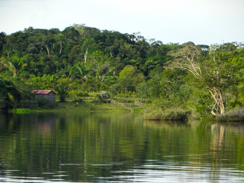Amazon rainforest