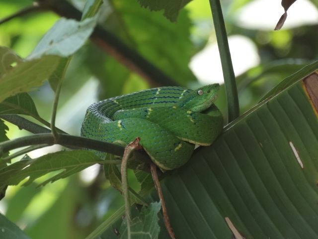 Monteverde - Palmlanzenotter