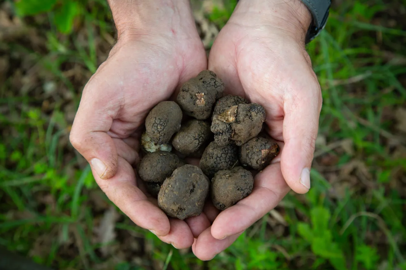 Truffle hunting, florence, chianti
