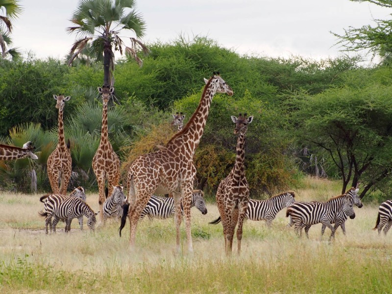 Giraffe