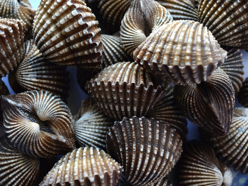 Scallops