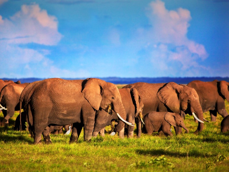 Kenya - Taita Hills