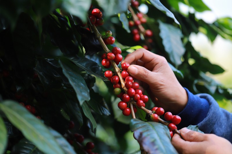 Kaffeetour auf einer Plantage in Karatu