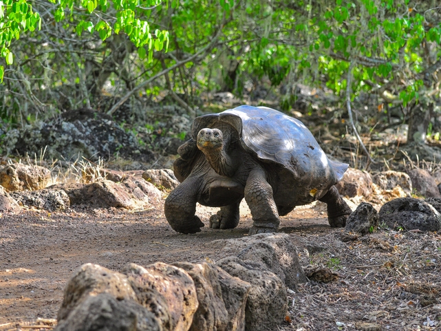 Schildkröte - Galápagos - Ecuador