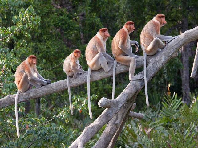 Nasenaffen - Borneo - Malaysia